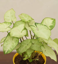 Syngonium Pixie - Ladybird Nursery