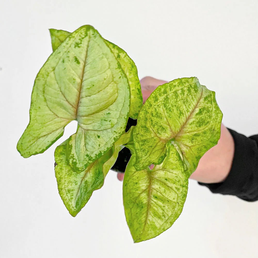 Syngonium Sunshine - Ladybird Nursery