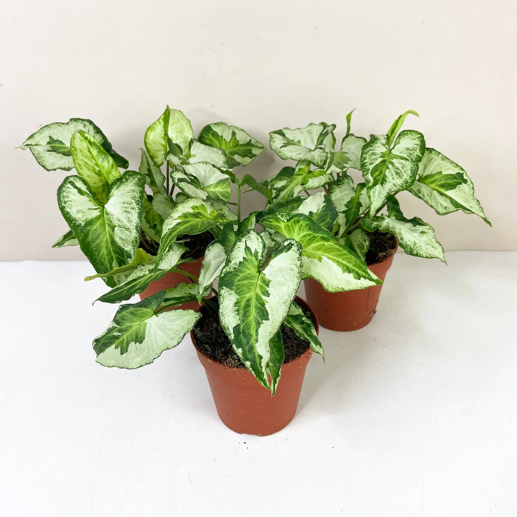 Syngonium Three Kings