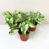 Syngonium Three Kings