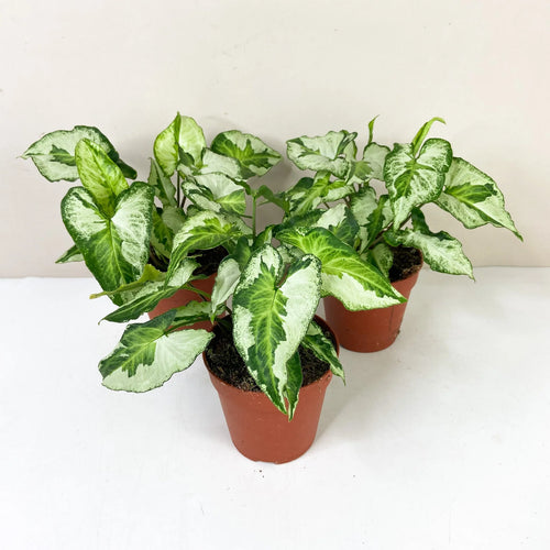 Syngonium Three Kings - Ladybird Nursery