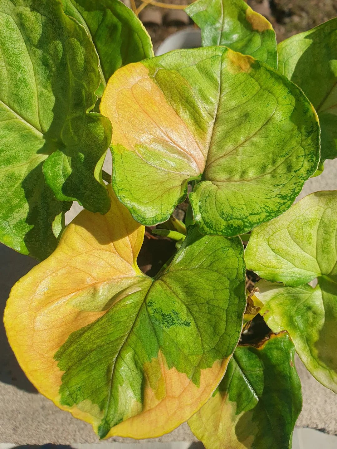 Syngonium Mango Allusion™ - Ladybird Nursery