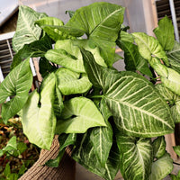 Syngonium White Butterfly - Ladybird Nursery