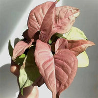 Syngonium Neon
