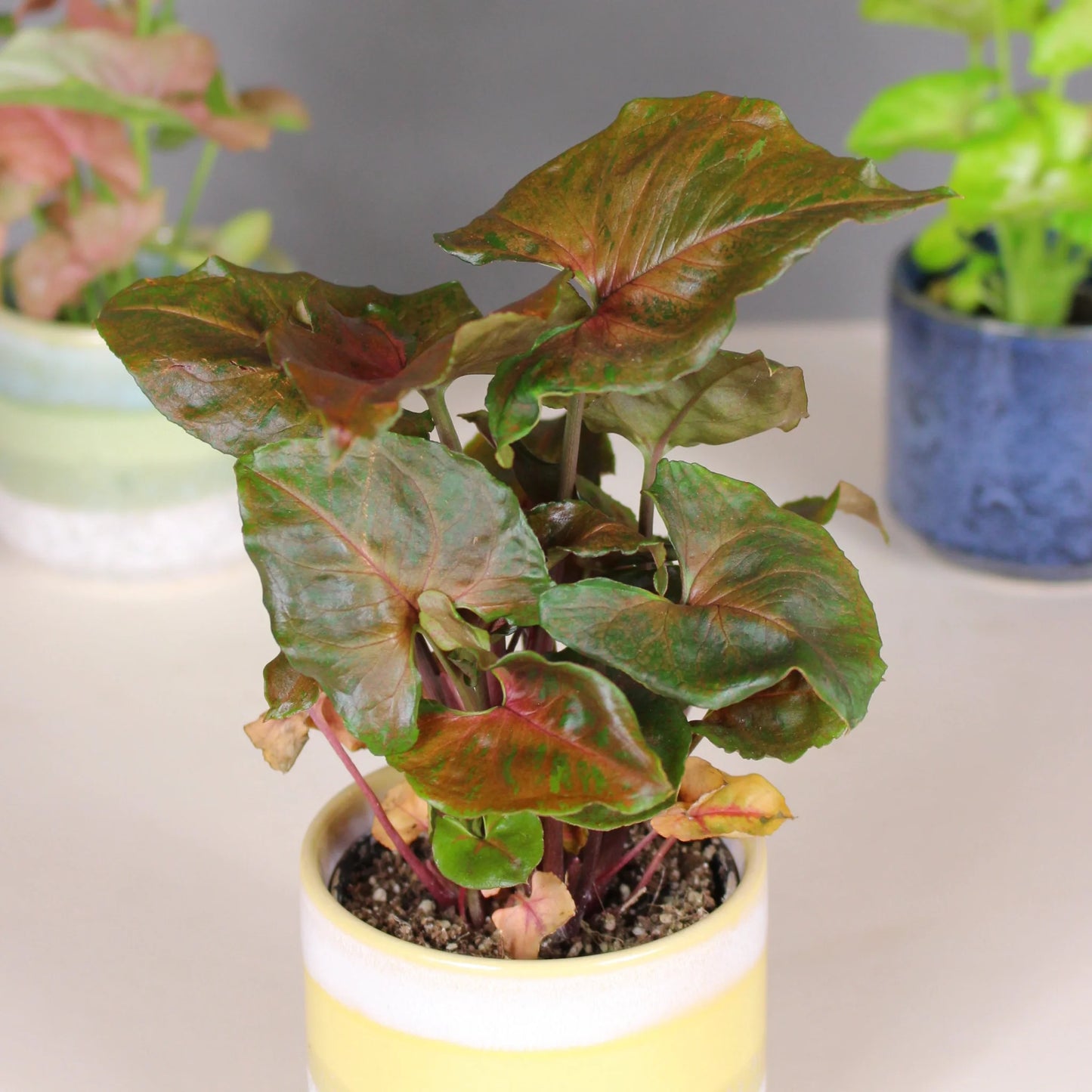 Syngonium Assorted spp.