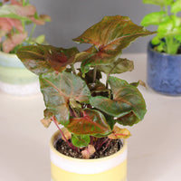 Syngonium Assorted spp. - Ladybird Nursery