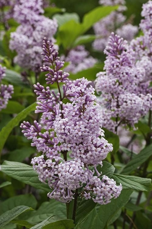 Wolf's Lilac (Syringa wolfii) - Ladybird Nursery