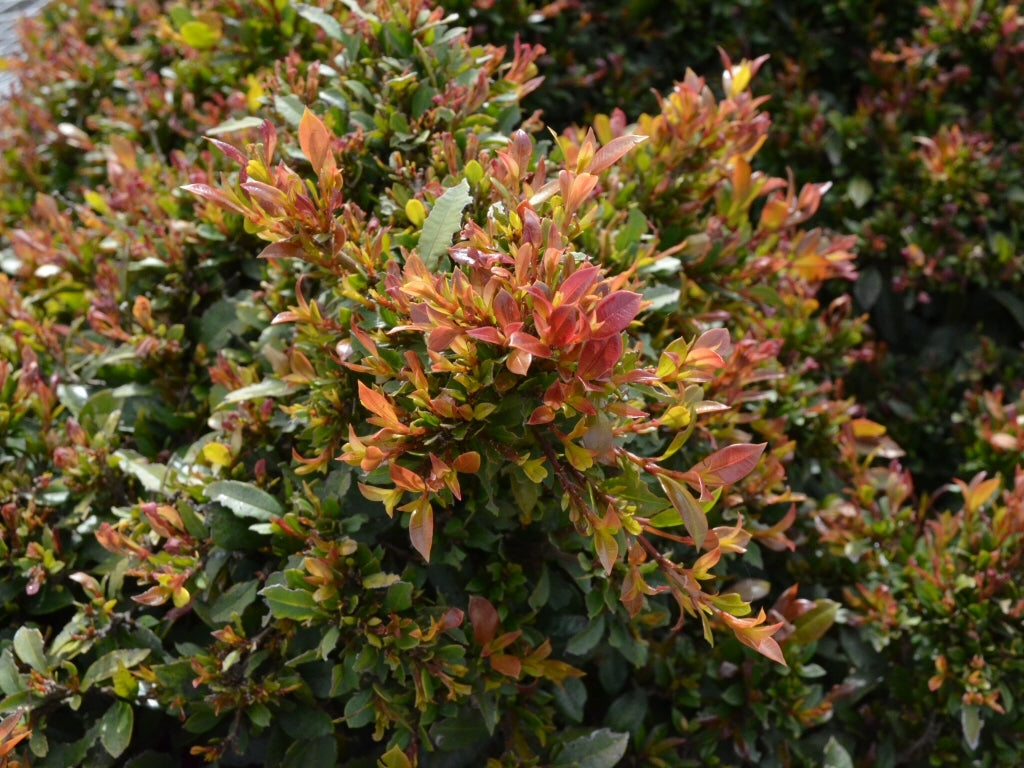 Lilly Pilly (Syzygium australe)