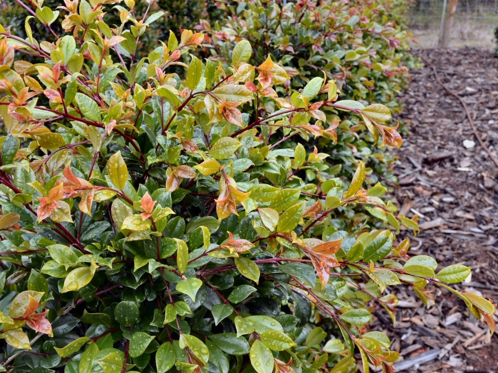 Lilly Pilly Bush Christmas (Syzygium australe)