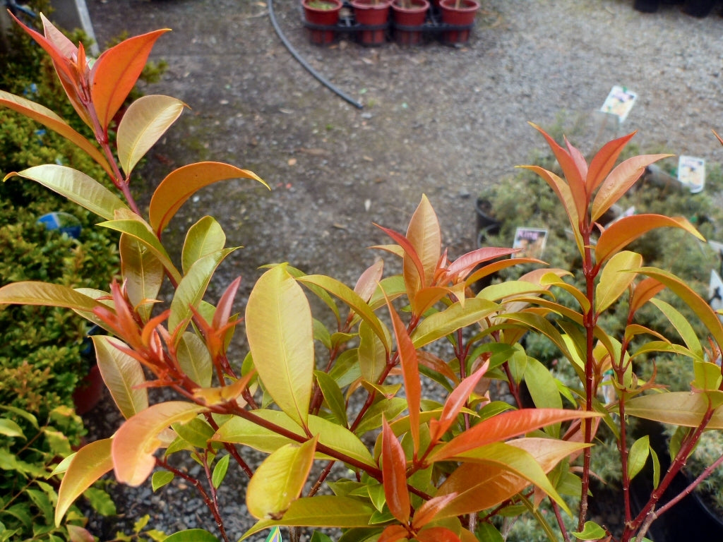 Lilly Pilly Bush Christmas (Syzygium australe)