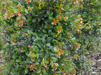 Lilly Pilly Elite (Syzygium australe) - Ladybird Nursery