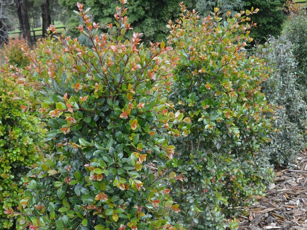 Lilly Pilly Elite (Syzygium australe)