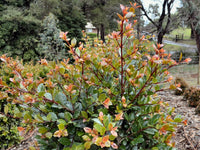 Lilly Pilly Elite (Syzygium australe)