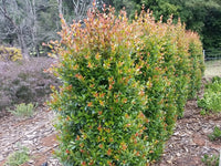 Lilly Pilly Hinterland Gold (Syzygium australe)