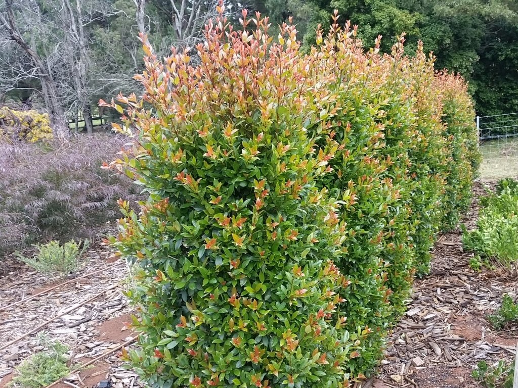 Lilly Pilly Hinterland Gold (Syzygium australe) - Ladybird Nursery