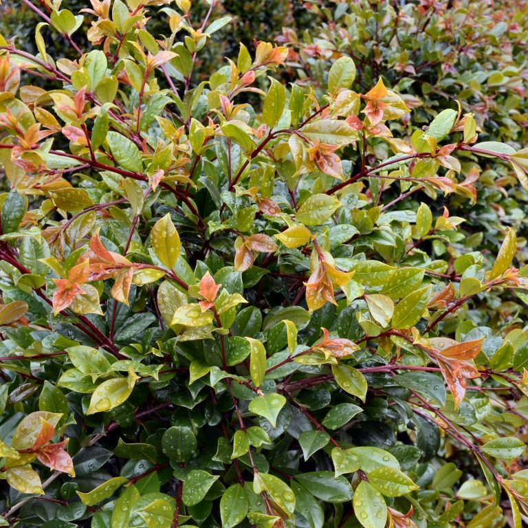 Lilly Pilly Resilience (Syzygium australe) - Medium