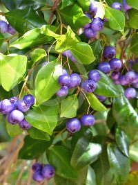 Blue Lilly Pilly (Syzygium oleosum) - Ladybird Nursery