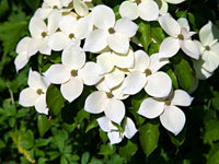 Chinese Dogwood chinensis (Cornus kousa)