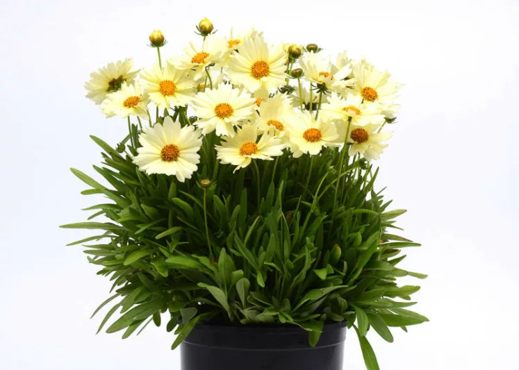Tickseed (Coreopsis UpTick™)