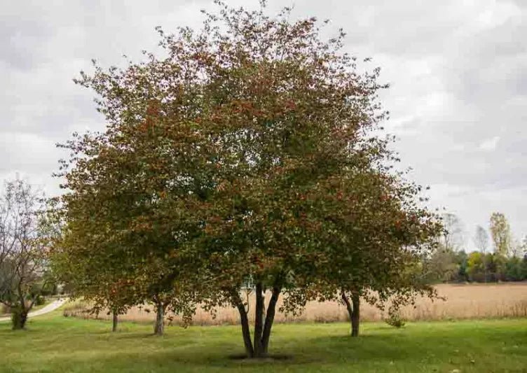 Washington Hawthorn (Crataegus phaenopyrum) - Ladybird Nursery
