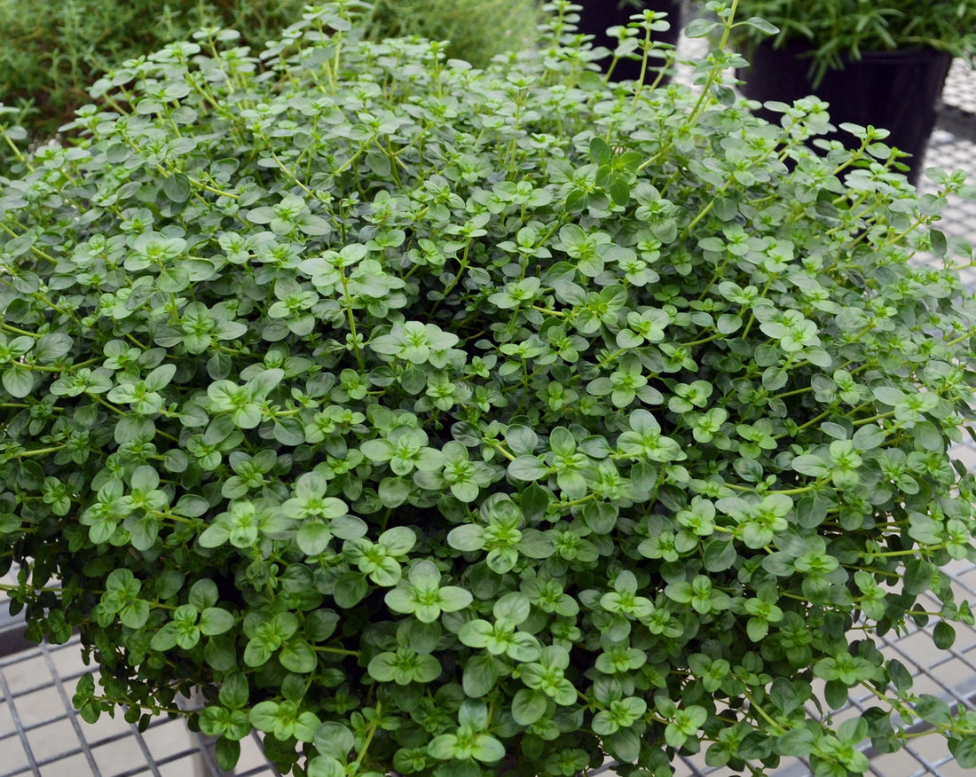 Thyme 'Tabor' - Ladybird Nursery