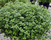 Thyme 'Tabor' - Ladybird Nursery