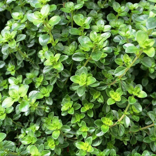 Thyme 'Tabor' - Ladybird Nursery