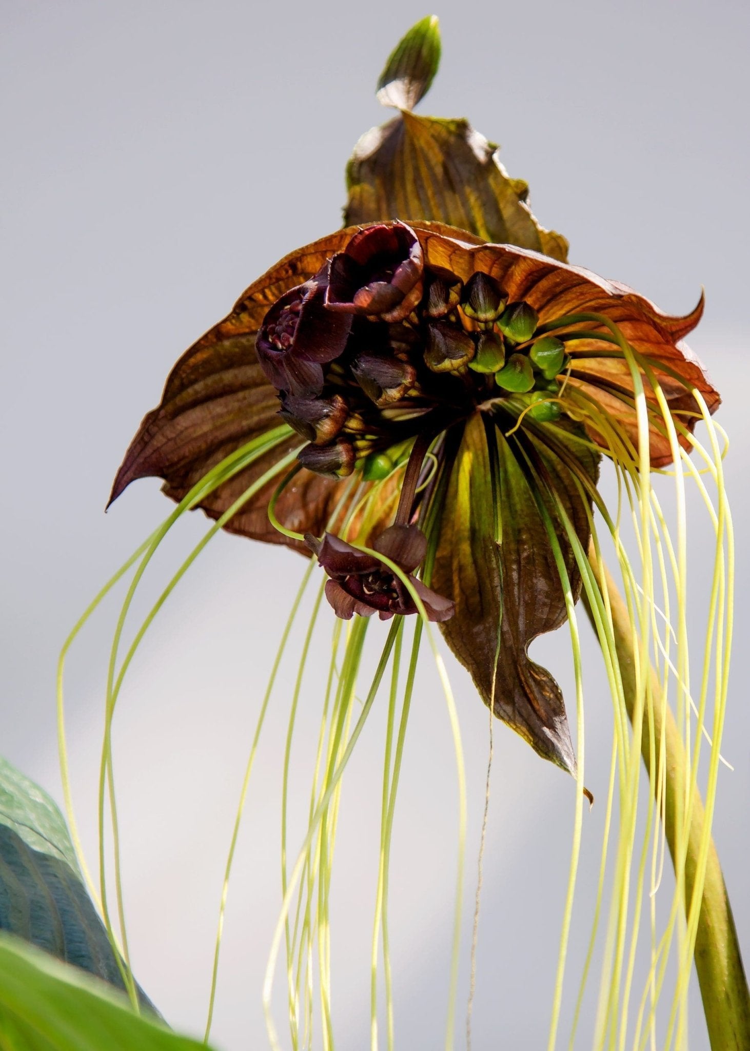 Black Bat Plant (Tacca chantrieri) - Ladybird Nursery