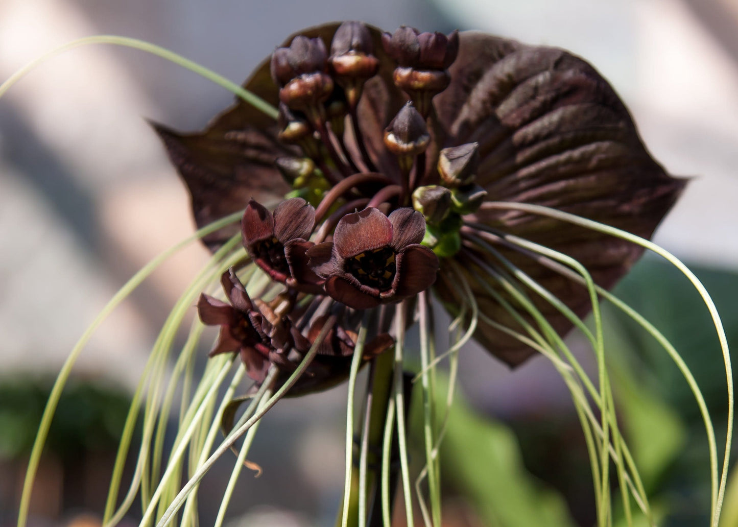Black Bat Plant (Tacca chantrieri)