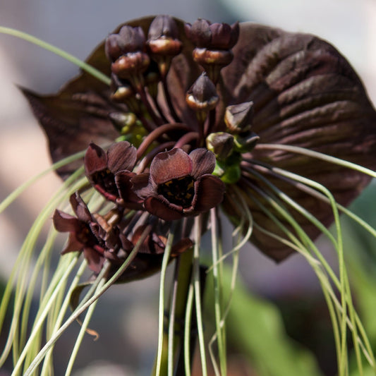 Black Bat Plant (Tacca chantrieri) - Ladybird Nursery