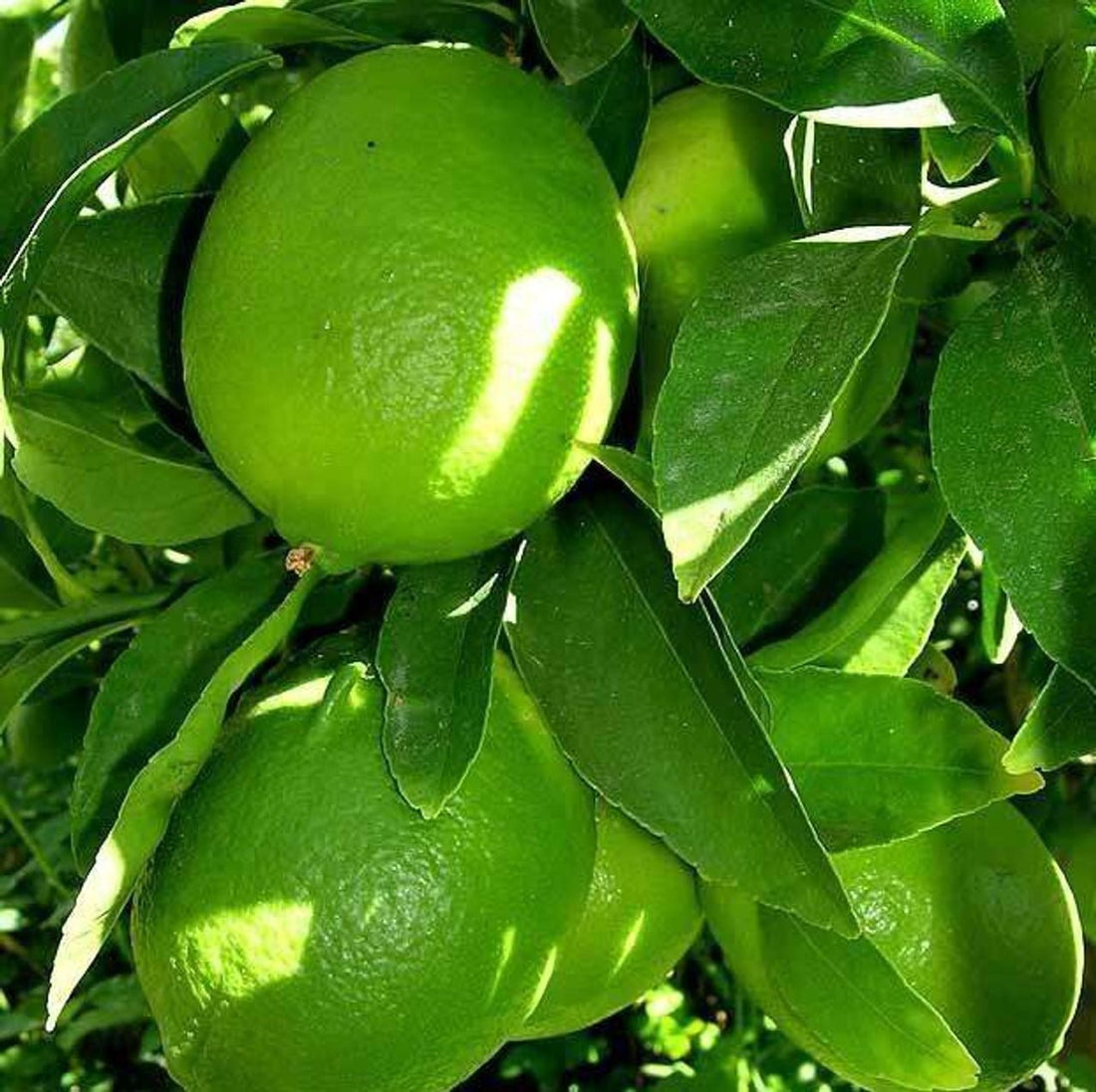 Dwarf Lime 'Tahitian' (QLD Only) - Ladybird Nursery