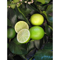 Dwarf Lime Tahitian 330mm (PICKUP ONLY) - Ladybird Nursery