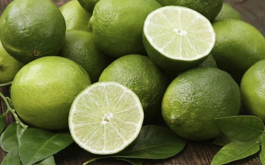 Dwarf Lime 'Tahitian' 300mm (PICKUP ONLY) - Ladybird Nursery