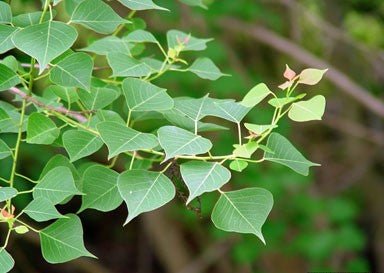 Chinese Tallow Tree Form (Triadica sebifera) - Ladybird Nursery