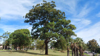Tallowwood (Eucalyptus microcorys)