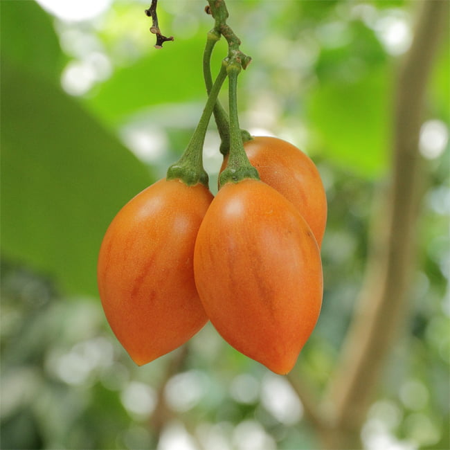 Tamarillo Yellow