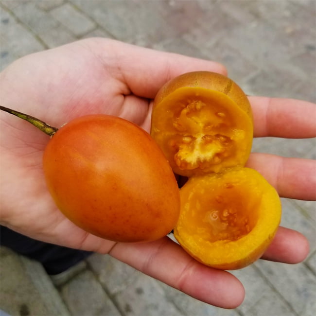 Tamarillo Yellow