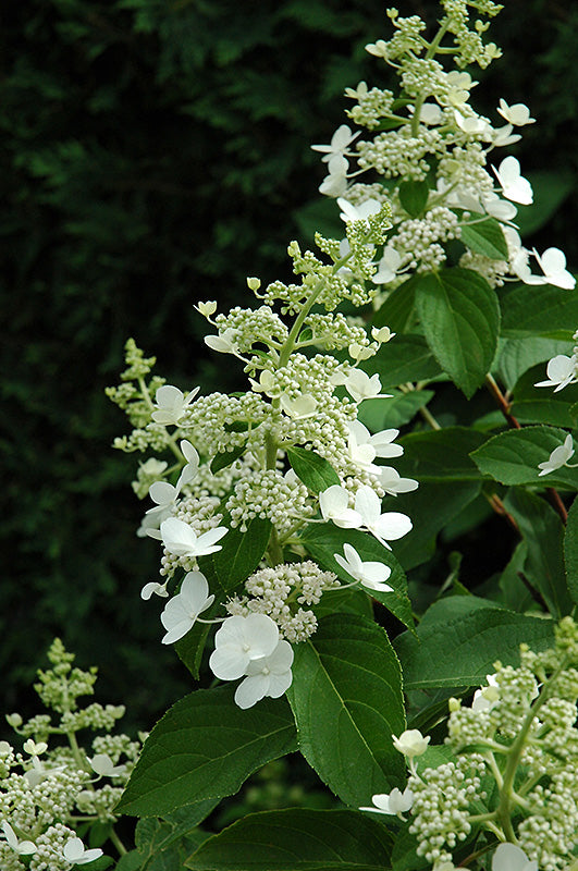Panicle Hydrangea Tardiva (Hydrangea paniculata)