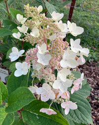 Panicle Hydrangea Tardiva (Hydrangea paniculata)
