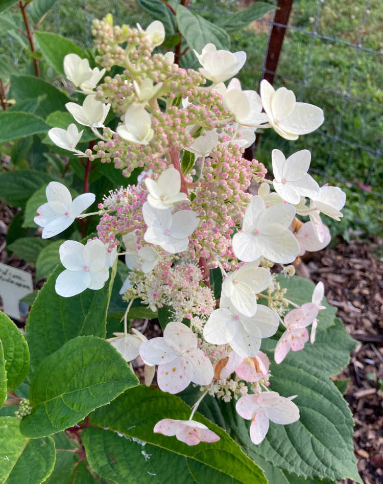Panicle Hydrangea Tardiva (Hydrangea paniculata) - Ladybird Nursery
