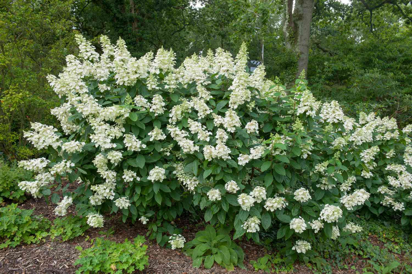 Panicle Hydrangea Tardiva (Hydrangea paniculata)