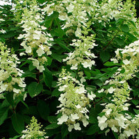 Panicle Hydrangea Tardiva (Hydrangea paniculata)