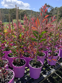 Bottlebrush 'Taree Pink' (Callistemon) - Ladybird Nursery