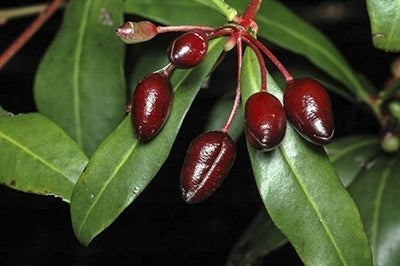Native Pepper Berry (Tasmannia insipida) FEMALE