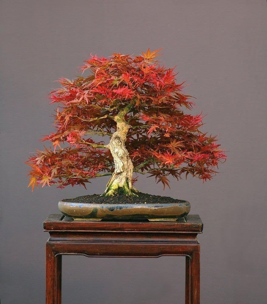 Tatarian Maple Ginnala Flame Bonsai Starter (Acer tartaricum)