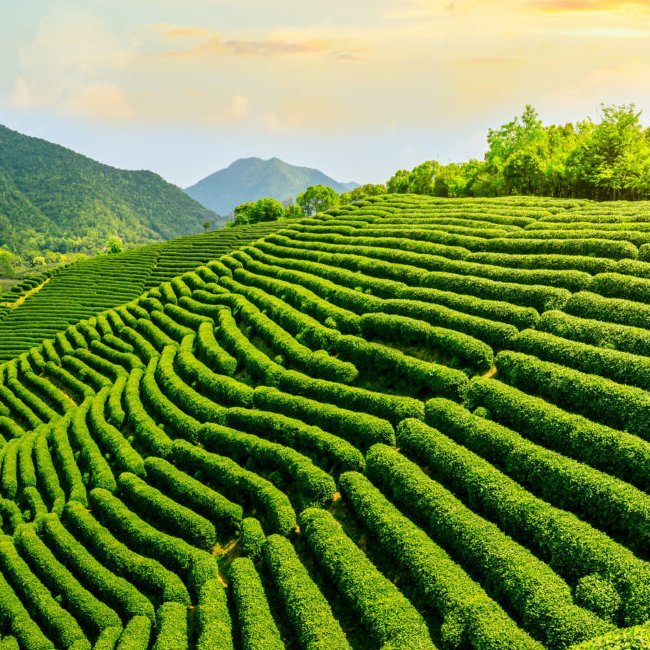 Tea Sayama Kaori - Ladybird Nursery