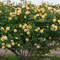 Rose 'Teasing Georgia' (David Austin) - Large