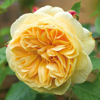 Rose 'Teasing Georgia' (David Austin) - Large