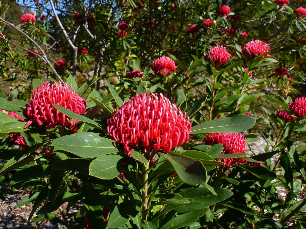 Waratah Corroboree (Telopea)