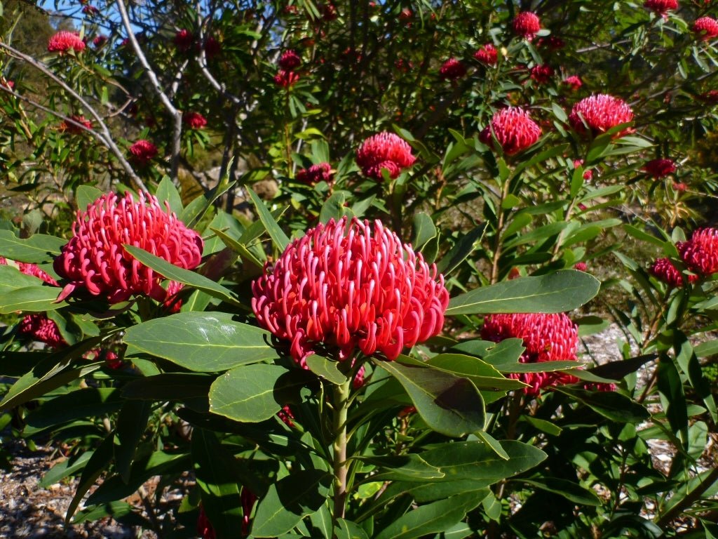 Waratah Corroboree (Telopea) - Ladybird Nursery